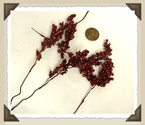 Miloberries Burgundy*CL 4144B